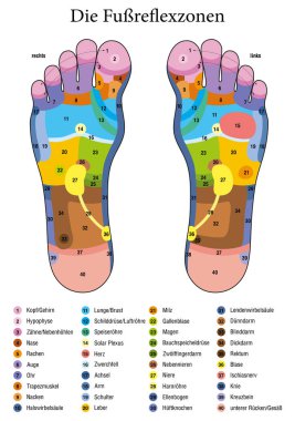 Refleksoloji ayak. Alman adları. Alternatif acupressure ve fizyoterapi sağlık tedavi. Bölge masaj grafik renkli alanları ile. Numaralandırma ve iç organlar ve vücut parçaları adlarını listelemeye.