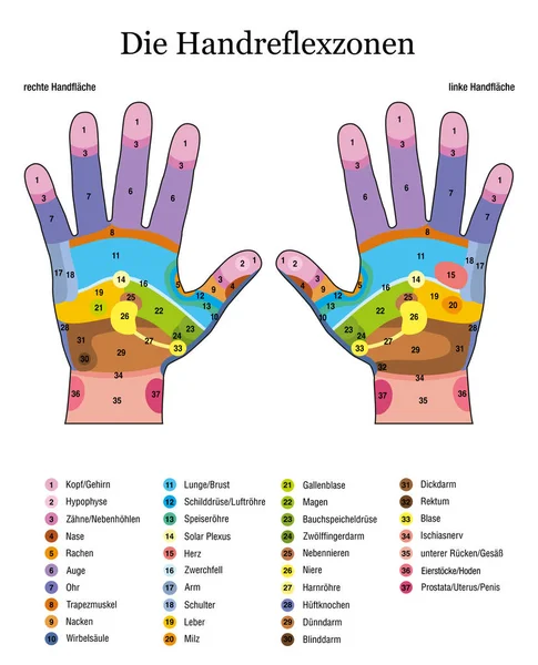 手のリフレクソロジー ドイツ語 代替の指圧 理学療法健康治療 色付きの領域をゾーン マッサージ グラフ 番号付けと 内臓や体の部分の名前のリスト — ストックベクタ