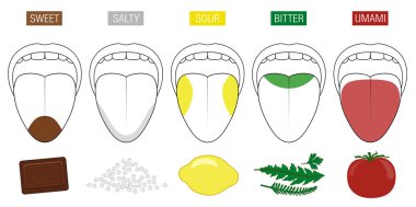 Tongue taste areas. Illustration with five sections of gustation - sweet, salty, sour, bitter and umami - represented by chocolate, salt, lemon, herbs and tomato. clipart