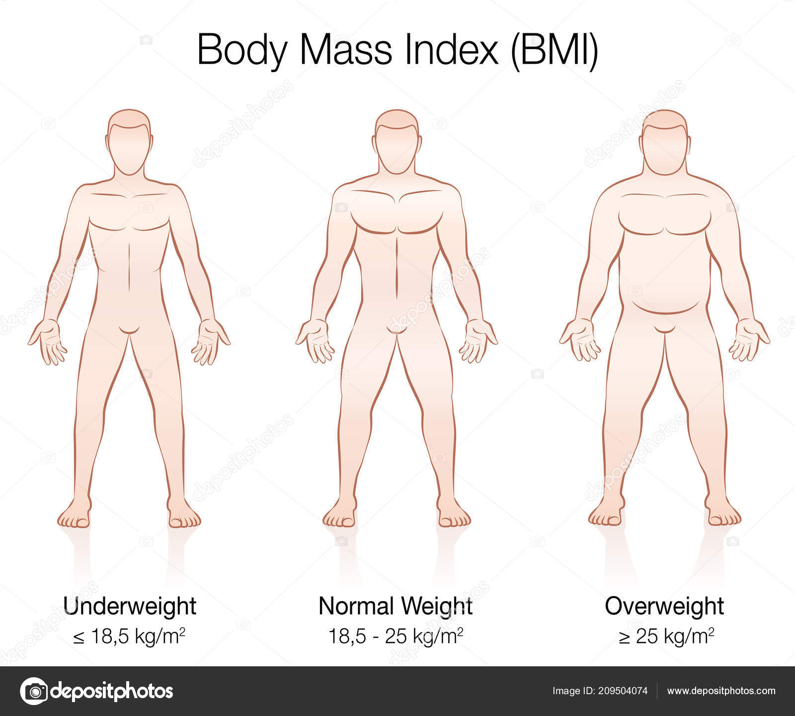 Body Mass Index Bmi Underweight Normal Weight Overweight Male Body Stock Vector Image by ©Furian