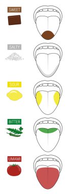 Sweet, salty, sour, bitter and umami. Tongue taste areas. Illustration with five sections of gustation represented by chocolate, salt, lemon, herbs and tomato. clipart