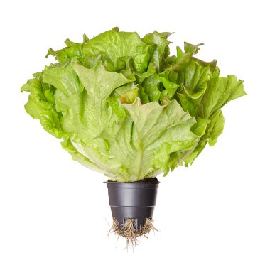 Batavia kırmızı, yaşam salata, önden görünüm. Genç kökleri ile plastik tencerede gevrek marul yaz. Kırmızımsı gevşek yaprak yeşil marul kafayla oluklu yapraklar ve dalgalı yaprak kenar boşluğu. Lactuca sativa. Makro fotoğraf