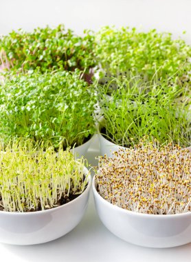 Microgreens beyaz kase, dikey, closeup içinde. Turp, Çin lahanası, lahana, sarımsak, mercimek ve kompost çömlekçilik içinde yonca sürgünler. Filizi, yeşil fidan, genç bitkiler, cotyledons. Gıda fotoğraf.