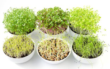 Yukarıdaki beyaz kase içinde çimlenme altı microgreens. Lahana, turp, Çin lahanası, mercimek ve kompost çömlekçilik içinde sarımsak sürgünler. Filizi, yeşil fidan, genç bitkiler ve cotyledons. Gıda fotoğraf.
