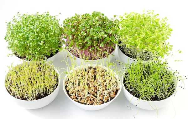 Microgreens 위에서 그릇에 양배추 렌즈콩 Potting 마늘의 콩나물 식물과 Cotyledons — 스톡 사진