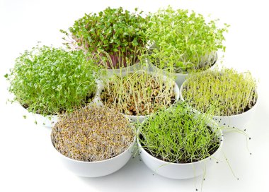 Lahanası beyaz kase. Yedi filizlenen microgreens. Yonca, Çin lahanası, sarımsak, lahana, mercimek ve kompost çömlekçilik içinde turp sürgünler. Yeşil fidan, genç bitkiler ve cotyledons. Gıda fotoğraf.