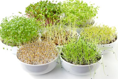 Farklı lahanası beyaz kase. Microgreens çimlenme. Yonca, Çin lahanası, sarımsak, lahana, mercimek ve kompost çömlekçilik içinde turp sürgünler. Yeşil fidan, genç bitkiler, cotyledons. Gıda fotoğraf.