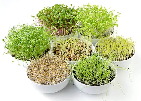 그릇에 콩나물입니다 Microgreens입니다 양배추 렌즈콩 Potting 식물과 Cotyledons — 스톡 사진