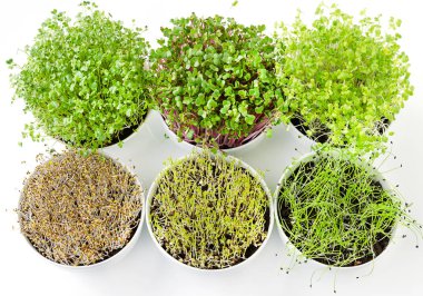 Altı microgreens ve Brüksel lahanası yukarıdan beyaz kase. Yonca, Çin lahanası, sarımsak, lahana, mercimek ve kompost çömlekçilik içinde turp sürgünler. Yeşil fidan, genç bitkiler ve cotyledons. Gıda fotoğraf