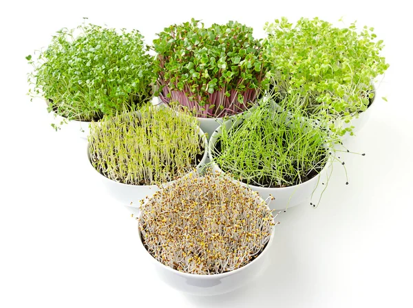 Microgreens와 그릇에 콩나물의 삼각형입니다 양배추 렌즈콩 Potting 식물과 Cotyledons — 스톡 사진