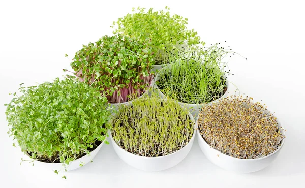 그릇에 Microgreens 콩나물 삼각형입니다 양배추 렌즈콩 Potting 식물과 Cotyledons — 스톡 사진