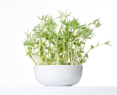 Tatlı lupin fasulye fidan beyaz kase, önden görünüm. Genç lupini fasulye bitkiler Lupin fasulye taneleri, Filiz, zehirli alkaloidler içeren. Yeşil lahanası ve yapraklar. Lupinus. Makro fotoğraf üzerinde beyaz.