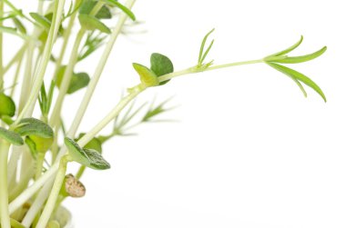 Tatlı lupin fasulye fidan, önden görünüm. Genç lupini fasulye bitkiler Lupin fasulye taneleri, Filiz, zehirli alkaloidler içeren. Yeşil lahanası ve yapraklar. Lupinus mutabilis. Makro fotoğraf üzerinde beyaz.