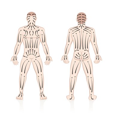Dry skin brushing with direction of brush strokes. Health and beauty treatment for skincare and massage, and to stimulate the blood circulation. Illustration of a nude male body, front and back view. clipart