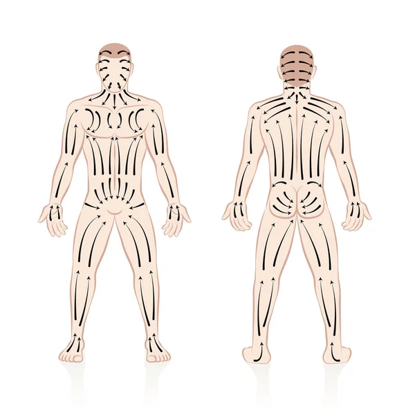 乾燥肌は ブラシ ストロークの方向でブラッシングします 健康と美容治療スキンケアとマッサージ 血液循環を刺激します 裸の男性の体 前面と背面の図 — ストックベクタ