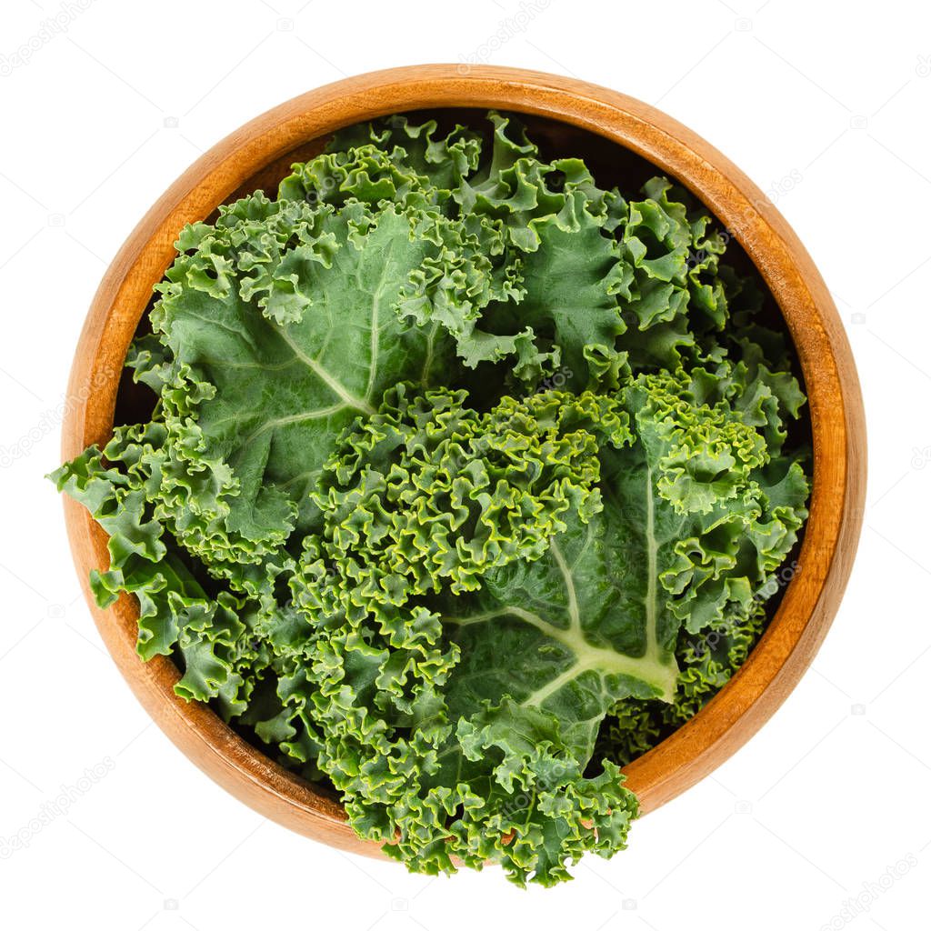 Fresh curly kale leaves in wooden bowl. Also called Scots kale, a leaf cabbage, Brassica oleracea. Edible green and healthy vegetable. Isolated macro food photo closeup from above on white background.