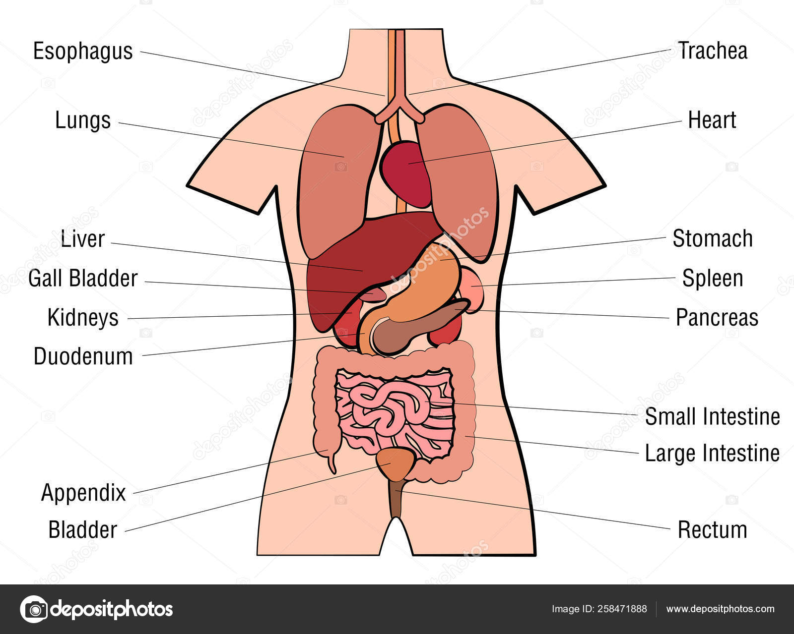 Full Body Anatomy Chart