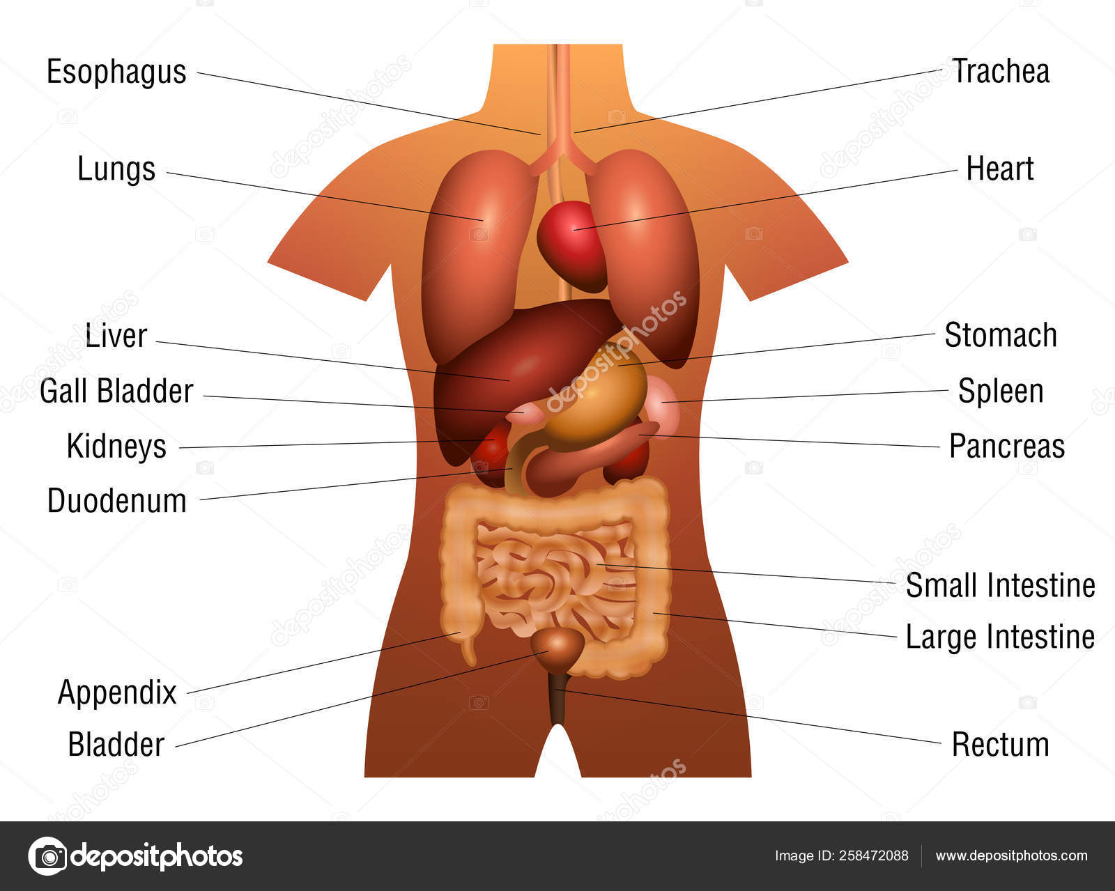 Internal Organs Chart Names 3d Human Anatomy Stock Vector by ©Furian  258472088