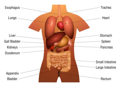 İç Organlar Grafik İsimleri 3d İnsan Anatomisi