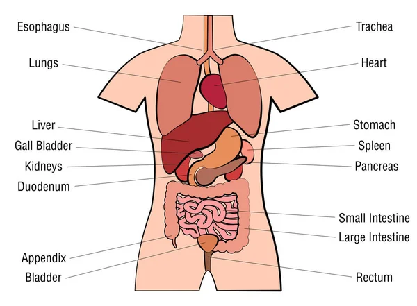 Inner Organs Human Anatomy Chart Names — Stock Vector