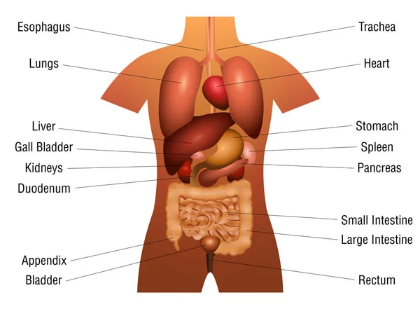 Internal Organs Chart Names 3d Human Anatomy — Stock Vector