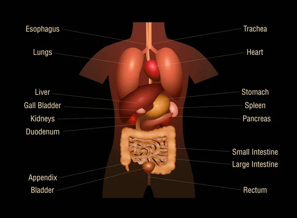 Internal Organs Human Anatomy Chart Names 3D — Stock Vector