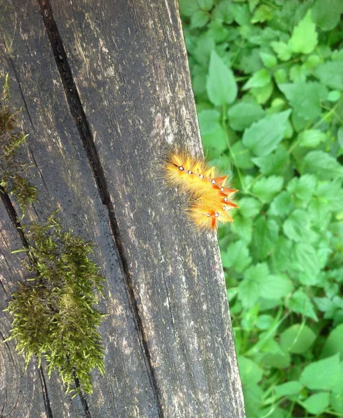 Sycamore moth larva, Acronicta aceris caterpillar — Stock Photo, Image