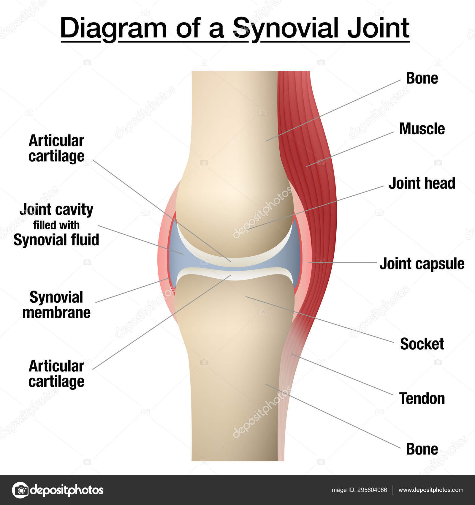 Human Tendon Chart