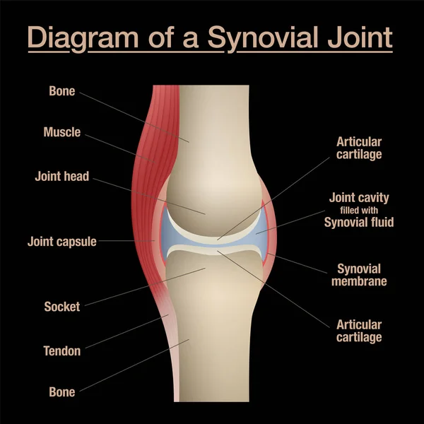 Synovial gemensamt diagram. Märkt anatomi diagram med två ben, ledbrosk, ledhåla, ledvätska, muskler och senor. Isolerad vektor illustration på svart. — Stock vektor