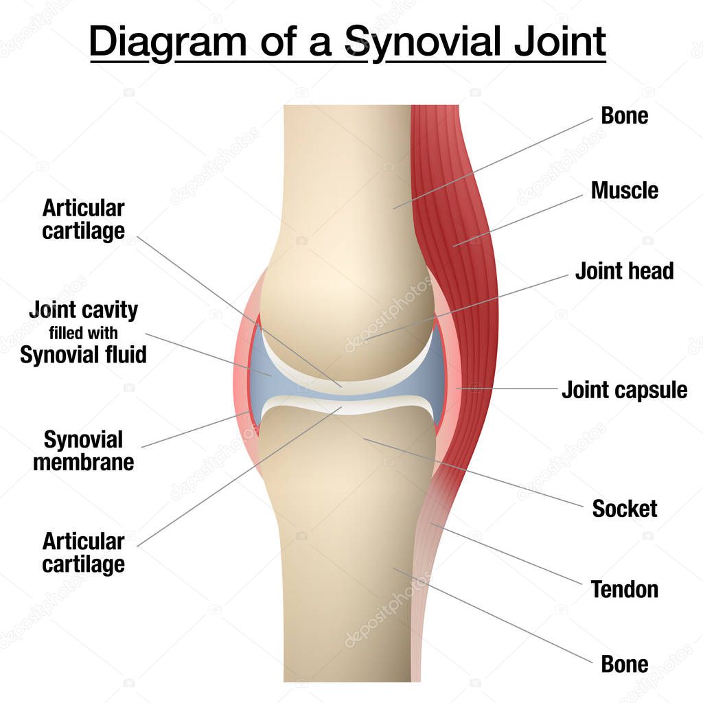Synovial joint chart. Labeled anatomy infographic with two bones, articular cartilage, joint cavity, synovial fluid, muscle and tendon. Isolated vector illustration on white.