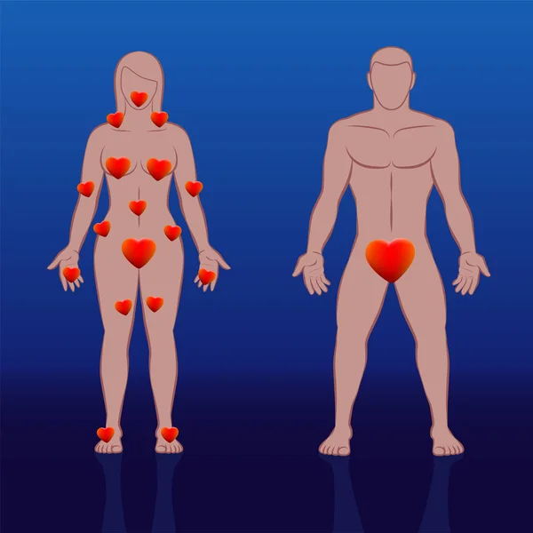 Zonas endógenas do corpo feminino e masculino. Mulher com muitas partes do corpo para terno cuidado amoroso, e homem com uma parte importante. Estou a brincar. Ilustração vetorial . —  Vetores de Stock