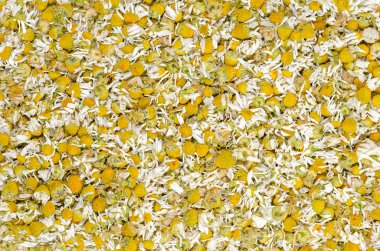 Kurumuş papatya çiçekleri, papatya çayı arka planı.