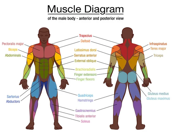 Muscle Diagram Most Important Muscles Athletic Black Man Anterior Posterior — Stock Vector