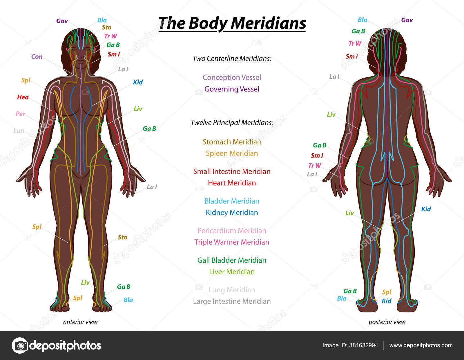 Meridian System Chart Black Woman Female Body Labelled Meridians Anterior  Stock Vector by ©Furian 381632994
