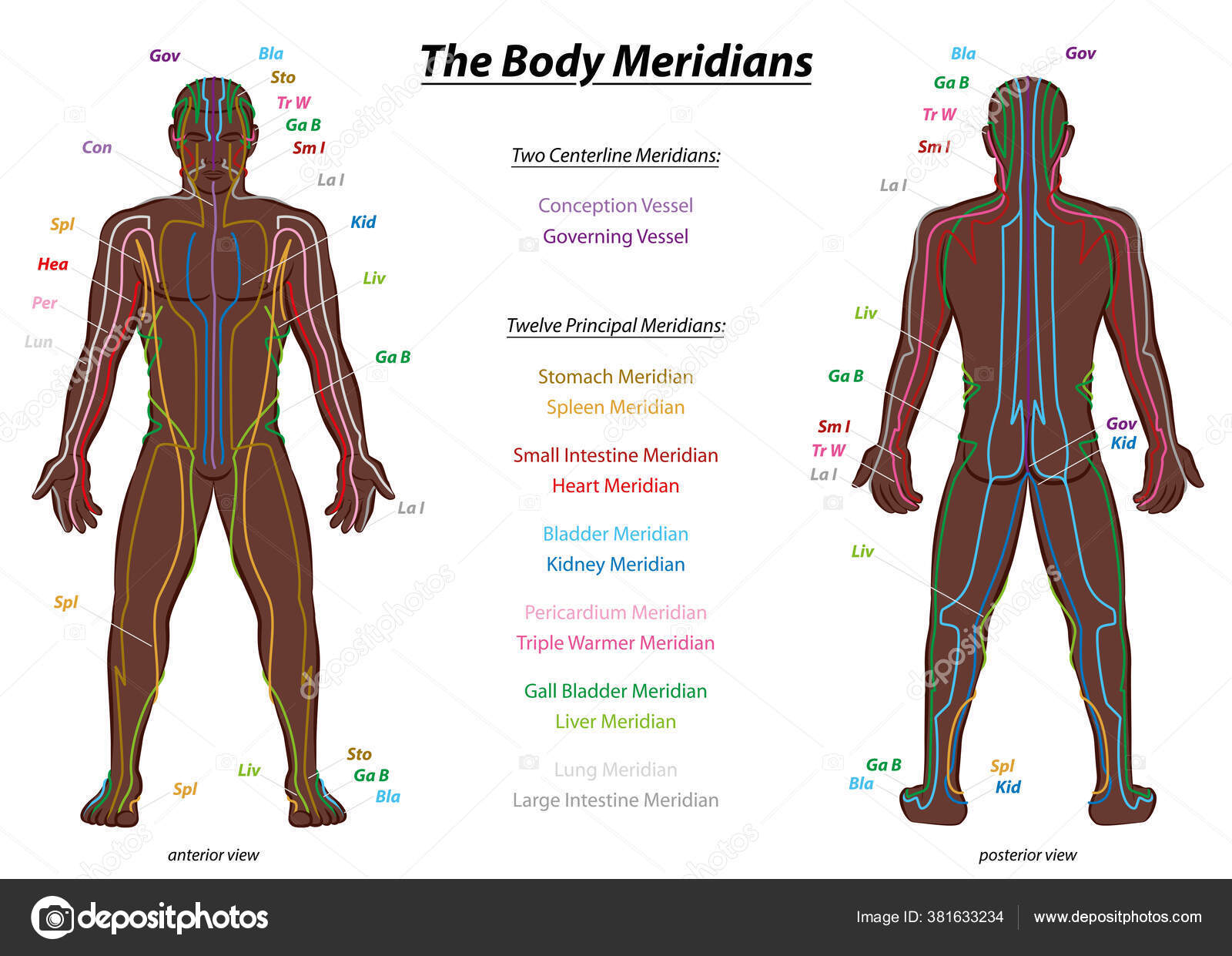Meridian System Chart Black Man Male Body Labelled Meridians Anterior