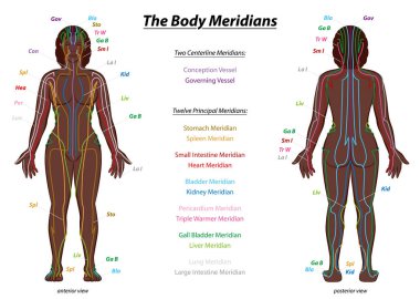 MERIDIAN SYSTEM CHART, black woman, female body with labelled meridians - anterior and posterior view - Traditional Chinese Medicine. clipart