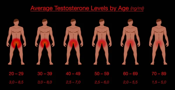 Testosteron Seviyeleri Yaşa Göre Ortalamasına Göre Kırmızımsı Cinsel Organları Olan — Stok Vektör