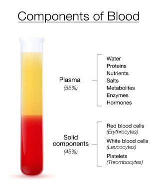 Kan bilgilerinin bileşenleri. Santrifüj plazması ve katı bileşenleriyle test tüpü. Kırmızı ve beyaz kan hücreleri ve trombositler. Beyaz arkaplanda izole vektör illüstrasyonu.