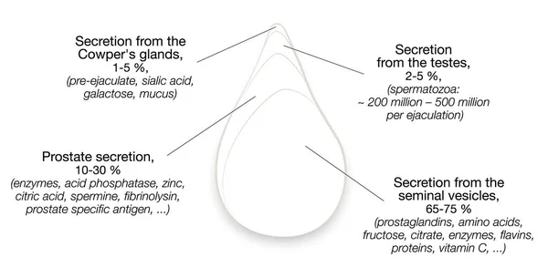 Semen Components 前列腺 精囊和牛仔腺体分泌物百分比的精子下降 白色背景上的孤立矢量图解 — 图库矢量图片