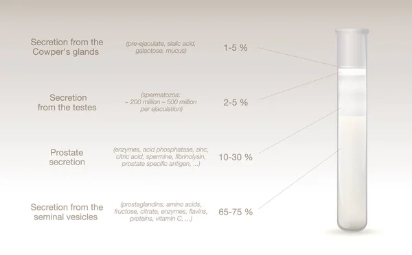 Sperm Components Test Tube Medical Infographic Percentage Secretions Testes Prostate — Stock Vector