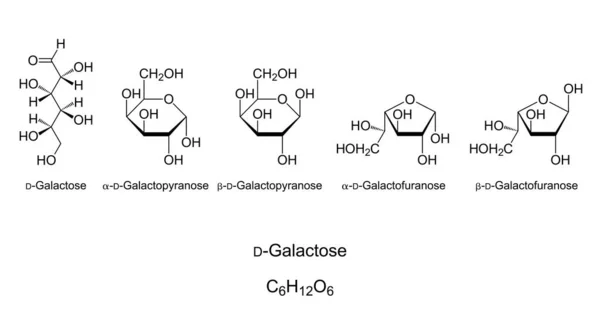 Galaktóza Gal Monosacharid Chemická Struktura Jednoduchý Cukr Natta Projekce Galaktózy — Stockový vektor