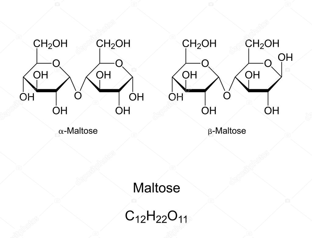 Maltose, malt sugar, chemical structure. Maltobiose, a disaccharide formed by 2 glucose units. Component of malt and substance obtained in the process of allowing grain to germinate in water. Vector.