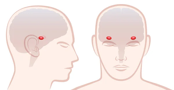 Amígdala Perfil Vista Frontal Con Ubicación Par Amigdalas Cerebro Humano — Vector de stock