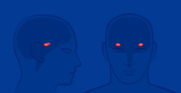 Amygdalas Lidském Mozku Boční Čelní Pohled Pozicí Amygdalae Vektorová Ilustrace — Stockový vektor