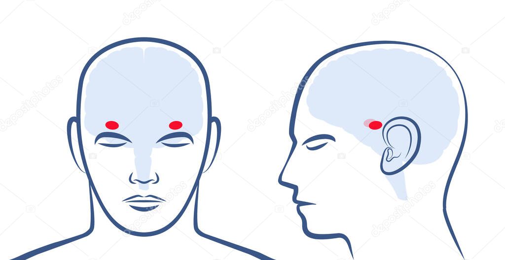 AMYGDALAE. Location of the two amigdalas in the human brain. Profile and frontal view with positions. Isolated vector graphic illustration on white background.