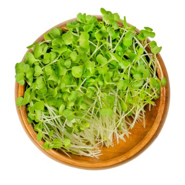 Brokoli ahşap bir kasede filizlenir. Çiğ ve taze mikroçim, yeşil fidanlar, genç bitkiler ve bir lahana bitkisi olan Brassica oleracea pamukları. Yakın plan, yukarıdan, beyaz, izole edilmiş yemek fotoğrafı..