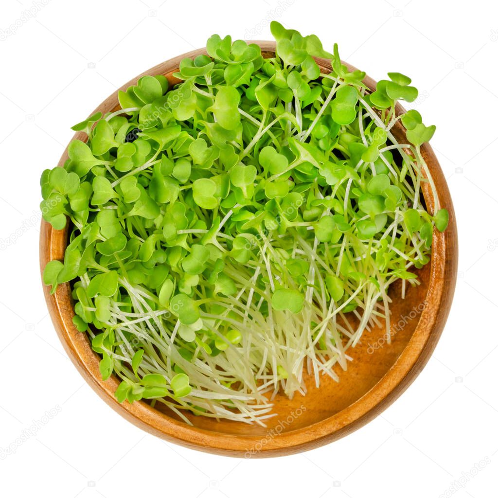 Broccoli sprouts in a wooden bowl. Raw and fresh microgreens, green seedlings, young plants and cotyledons of Brassica oleracea, a cabbage plant. Close-up, from above, over white, isolated food photo.