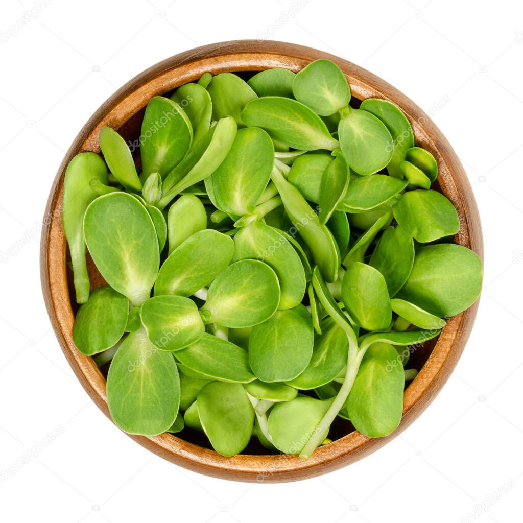 Sunflower sprouts in a wooden bowl. Microgreen and fresh shoots of Helianthus annuus, the common sunflower. Green edible seedlings. Close-up from above, on white background, isolated macro food photo.
