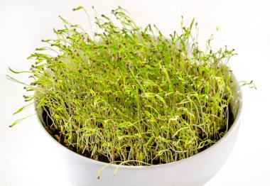 Beyaz kasede havuç fideleri, ön manzara. Daucus carota, bir bitki kökü, gübre saksısı içinde. Mikroçimler, yeşil lahanalar ve genç bitkiler toprakta yetişiyor. Makro yemek fotoğrafı, yakın plan..