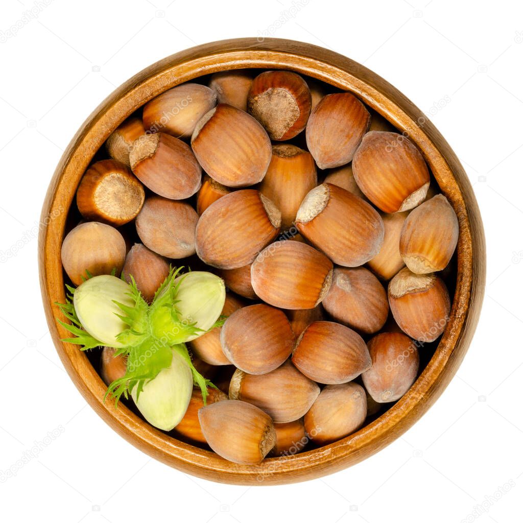 Ripe and unripe unshelled hazelnuts in wooden bowl. Seeds of Corylus avellana, species native in Europe. Edible raw fruits in their shells. Close-up, from above, over white, isolated macro food photo.
